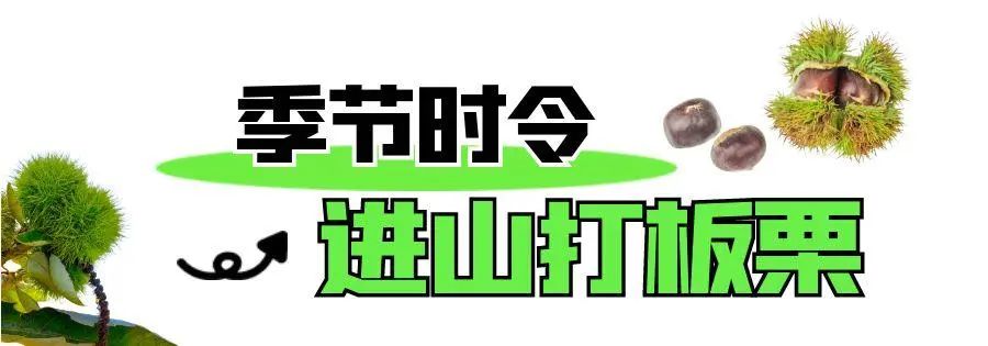 图怪兽_打板栗.jpg