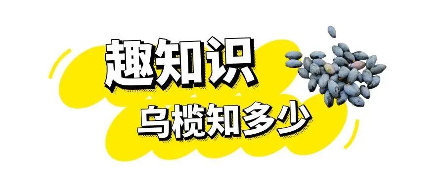 图怪兽_乌榄 (2).jpg