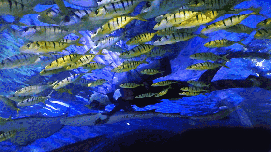 【富国海底世界亲子票●下午场】仅需49.