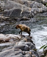 25号（周四）老河沟走拐沟邂逅羚牛