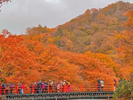 【10月 24-29日|31-5日】亚洲最大红叶长廊秦岭、光雾山米仓山、狮子沟、香炉山、黎坪、十八月潭、五龙河红叶长廊2+1大巴
