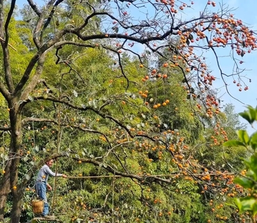 【10月25日|周日】秋日赴柿约，走进中国甜柿第一村-錾子石村