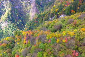 【10月17日-卧龙油画世界】姹紫嫣红层林尽染，登老牛牧场观卧龙满沟彩林，摄影山顶美丽雪景！