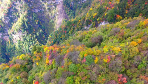 【10月17日-卧龙油画世界】姹紫嫣红层林尽染，登老牛牧场观卧龙满沟彩林，摄影山顶美丽雪景！