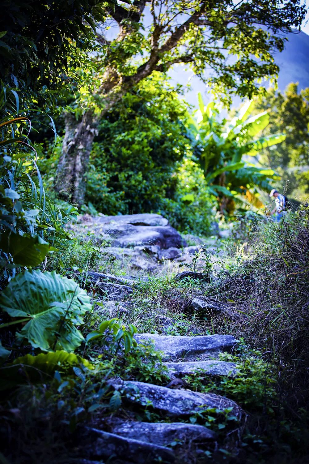周日1112惠东角峰畲族梯田古村落畲族风情