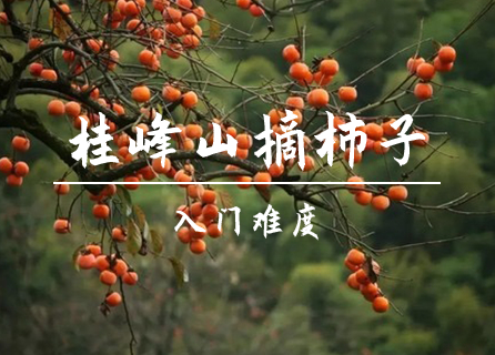 10.31转发后75元起 买一送一不限名额【桂峰山】，广州从化桂峰山，“柿外桃园”体验采摘，摄影打卡，休闲徒步