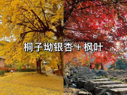 10.31-11.1【金秋桐子坳】峡谷枫叶林丨中国银杏第一村：漫步湘江万株枫叶林