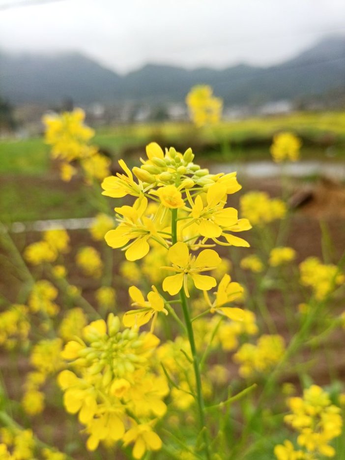 油菜花四片花瓣,整齐地围绕着花蕊,花蕊弯曲着凑在一块,仿佛在说着