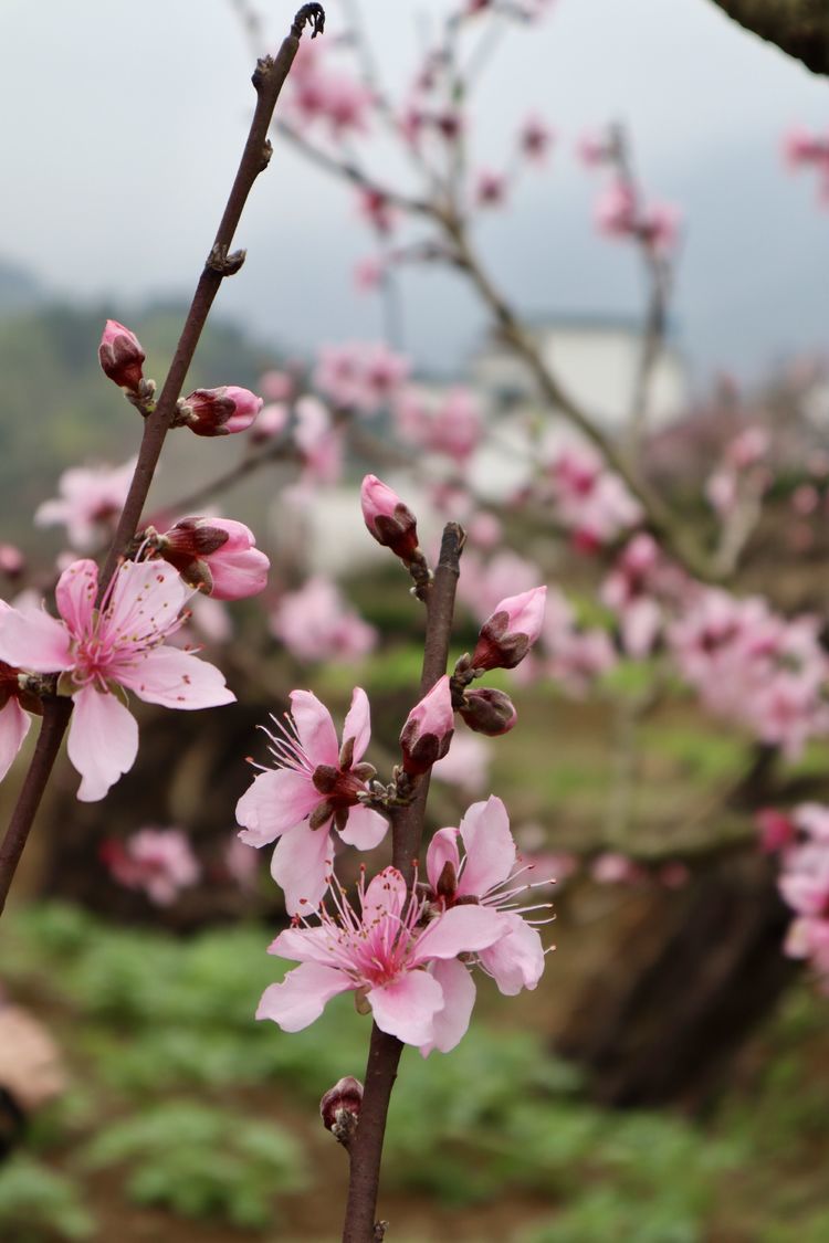 夏家厨娘美篇福安廉村古韵幽幽穆阳桃花绽放艳艳