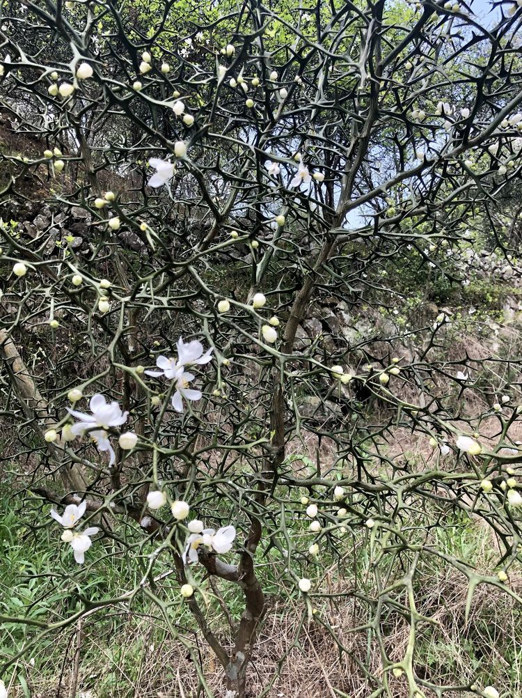 生长迅速且枝上长有长长的硬刺,也是传统的围园植物,故又称"铁篱笆"
