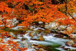 10.28～10.30  摄影师带队【光雾山】走进中国红叶之乡，览亚洲最长红地毯，惊艳整个秋！
