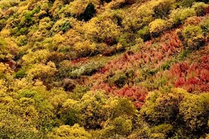 已满员！ 10.17  第二车 ！！徒步游【彩林季 | 阿尔沟】藏在深山的油画！阿尔沟彩林已上线！赴一场秋日山野之约