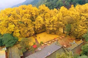 10.25 轻徒步【千年银杏｜蒙顶山】金秋蒙顶山，“黄金”散落知秋来，与银杏来一场秋日邂逅