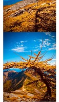 秦岭秋色/水陆庵/黄柏源/冰晶顶/秦楚古道/十二天门/华阳草甸/华山
