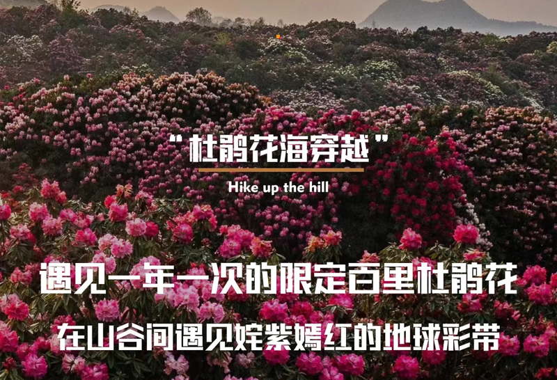 8201a4e70772c97208e38679f38110da-sz_1270039.webp.jpg