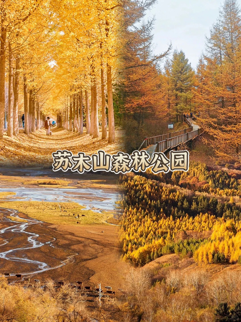 秋日浪漫苏木山森林公园_1_Tingt._来自小红书网页版.jpg