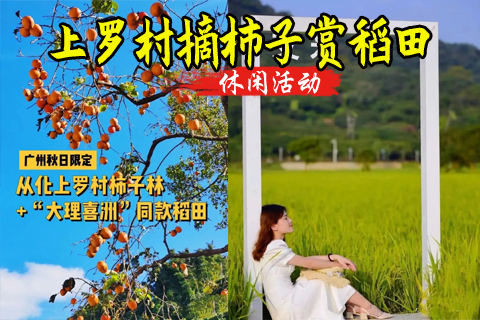  即将成团 周四 10.29日【乡村秋色】上罗千亩柿子海+艾米稻香小镇