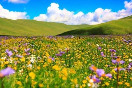 6.28-6.29周六周日【俄木塘.含门票+观光车票】草原万亩花开,共赴一场花海盛宴~