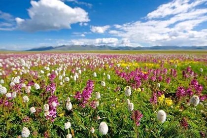 7.12-7.17【旅拍|川西格聂理塘6日游】神选之地,严重被低估的浩瀚花海,夏日川西秘境天花板