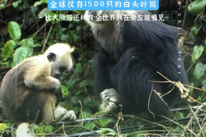 已成行 余位6丨十一假期『童行万里-秘境崇左』10月3-7日 横跨中越边境线 追寻中华白海豚 野外科研濒危石山精灵