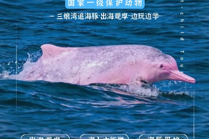 已成行 余位6丨十一假期『童行万里-秘境崇左』10月3-7日 横跨中越边境线 追寻中华白海豚 野外科研濒危石山精灵