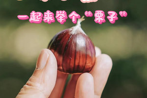十一【轻徒步 捡栗子】 10.3日/10.5日丨“栗子熟了”『童行万里-秋日甜蜜约定』徒步寻秋 捡怀柔板栗