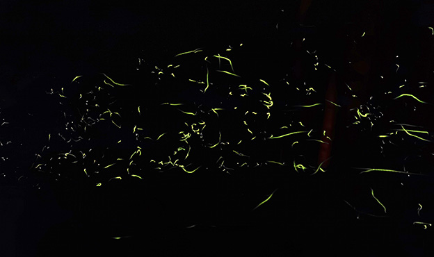 mmexport1620102989534.jpg
