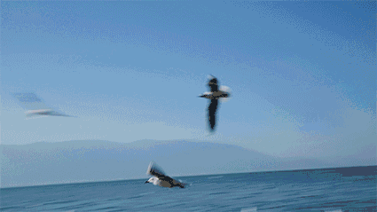 1577934297835889.gif timg (1).gif