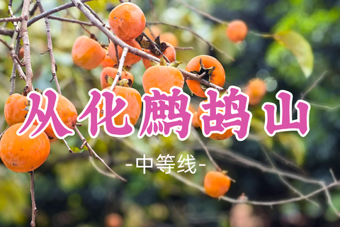 即将成团！69元起！萧导领队！中秋9.25【从化鹧鸪山11公里】经典徒步环线，观奇石秘境，赏上罗村百亩柿海
