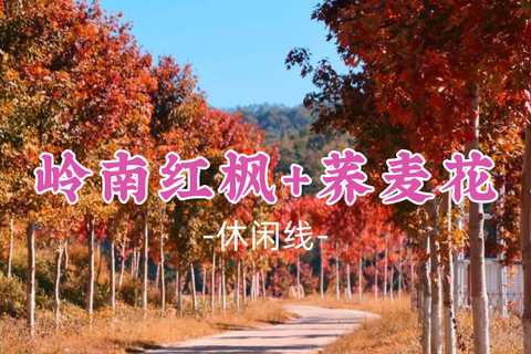 即将成团！99元起！漳鱼领队！周日10.25【岭南红枫+荞麦花】岭南红叶世界赏枫，邂逅百亩浪漫荞麦白色花海~