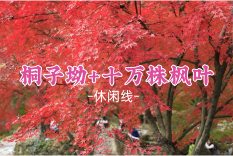 即将成团！星玥领队！周六10.17-10.18【桐子坳银杏+十万株枫叶】中国银杏第一村，十万株枫叶林