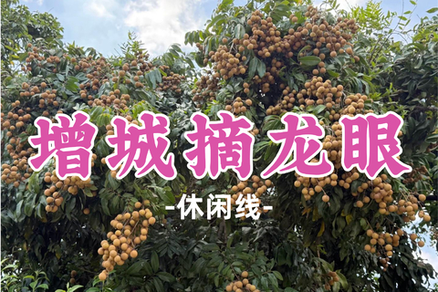 即将成团！69元起！周日7.19【增城摘龙眼】增城摘龙眼+赏莲塘荷塘美景+玩转“广东小九寨”白江湖森林公园