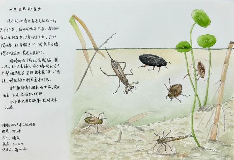 池塘水生昆虫自然笔记2000