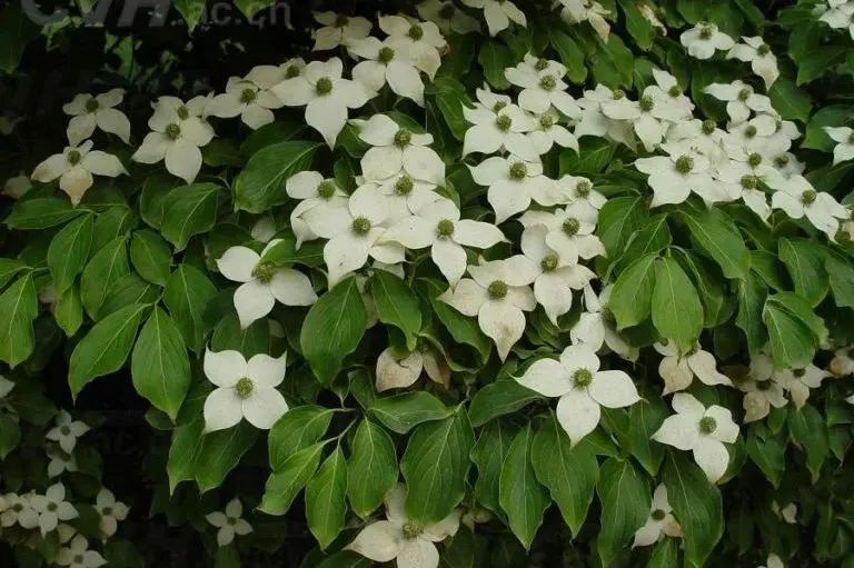 日本四照花Dendrobenthamia japonica (DC.) Fang_植物图片库_植物通