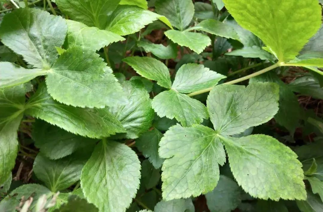 农村一野菜，形似鸭掌，人称“鸭脚板”，你有见过吗？_手机搜狐网