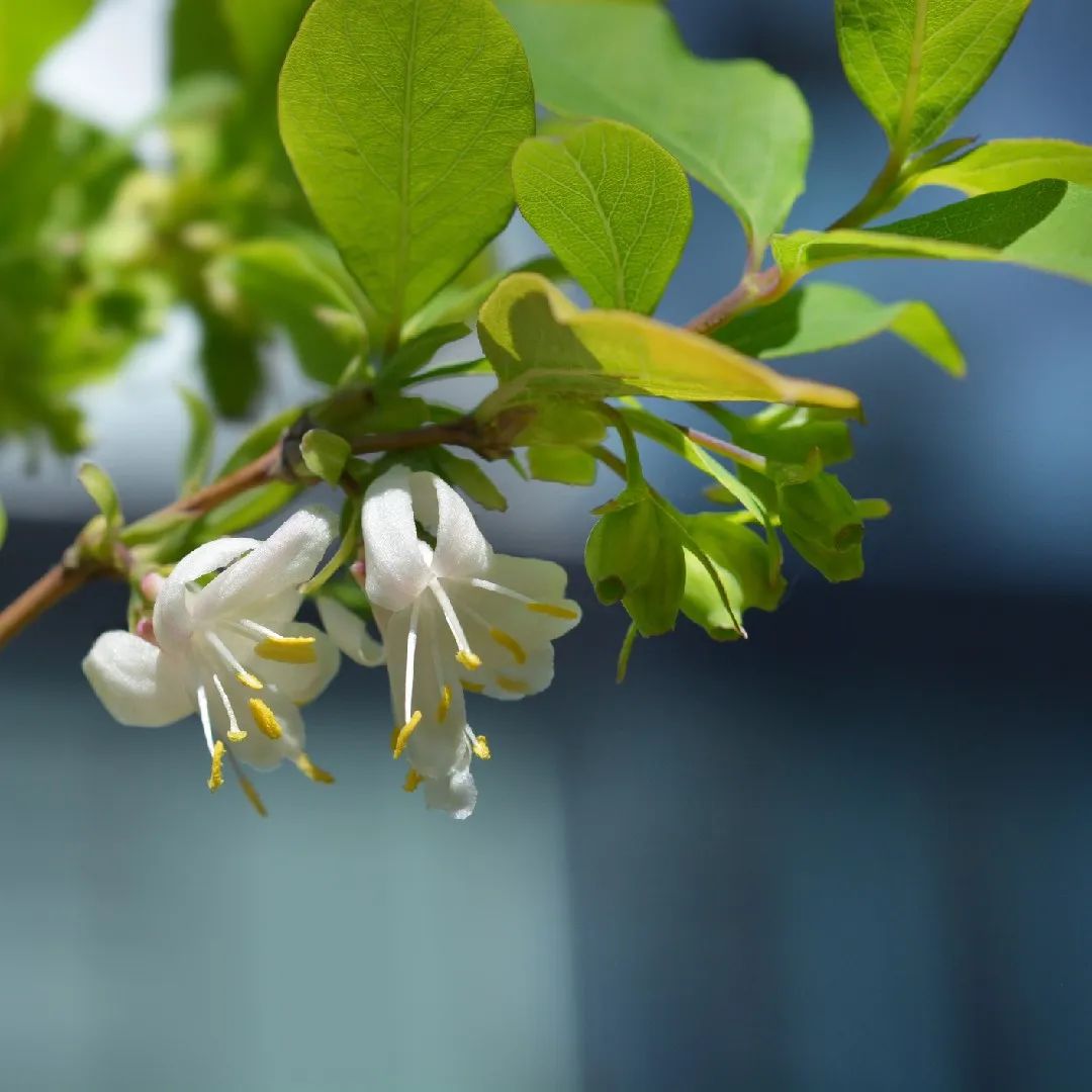 郁香忍冬(護理, 特徵, 花, 圖片)