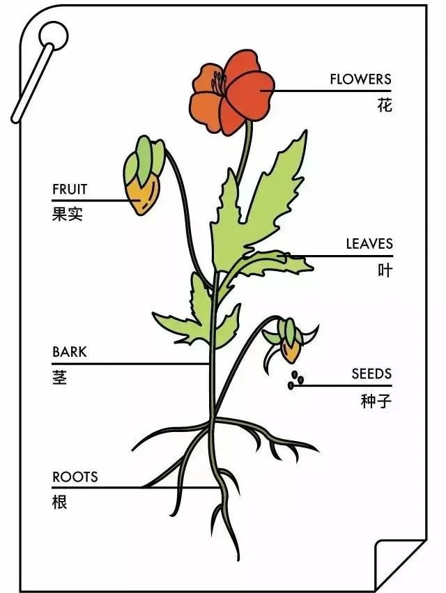 听说这是植物最好的打开方式- 知乎