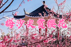 4.6【 赏樱花】 小三洲田尚樱花 大华兴寺祈福 登顶梅沙尖