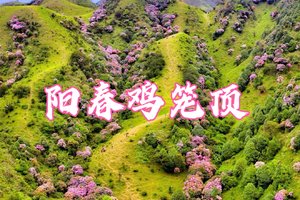 4.25晚-4.26徒步阳春鸡笼顶，打卡粤西最美高山大草原，赏数千亩高山杜鹃花