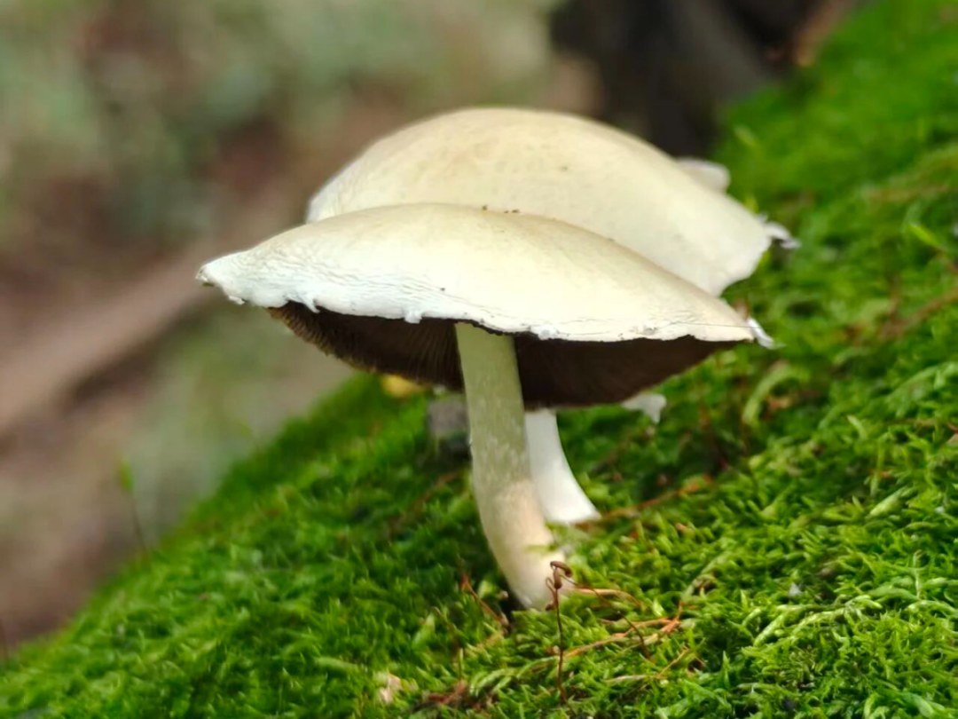 e72055bf3dbab4b9ffdc55ad42a9c689.jpg