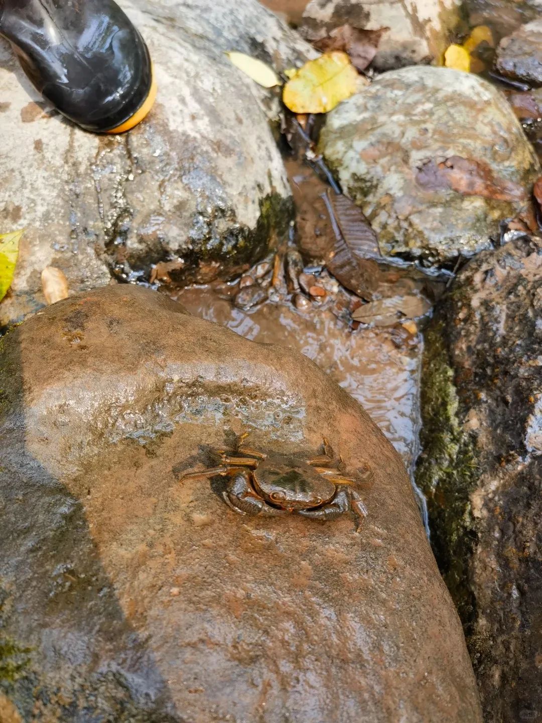基诺山雨林徒步，6周岁4公里走完还流连忘返_6_奶油巴巴_来自小红书网页版.jpg