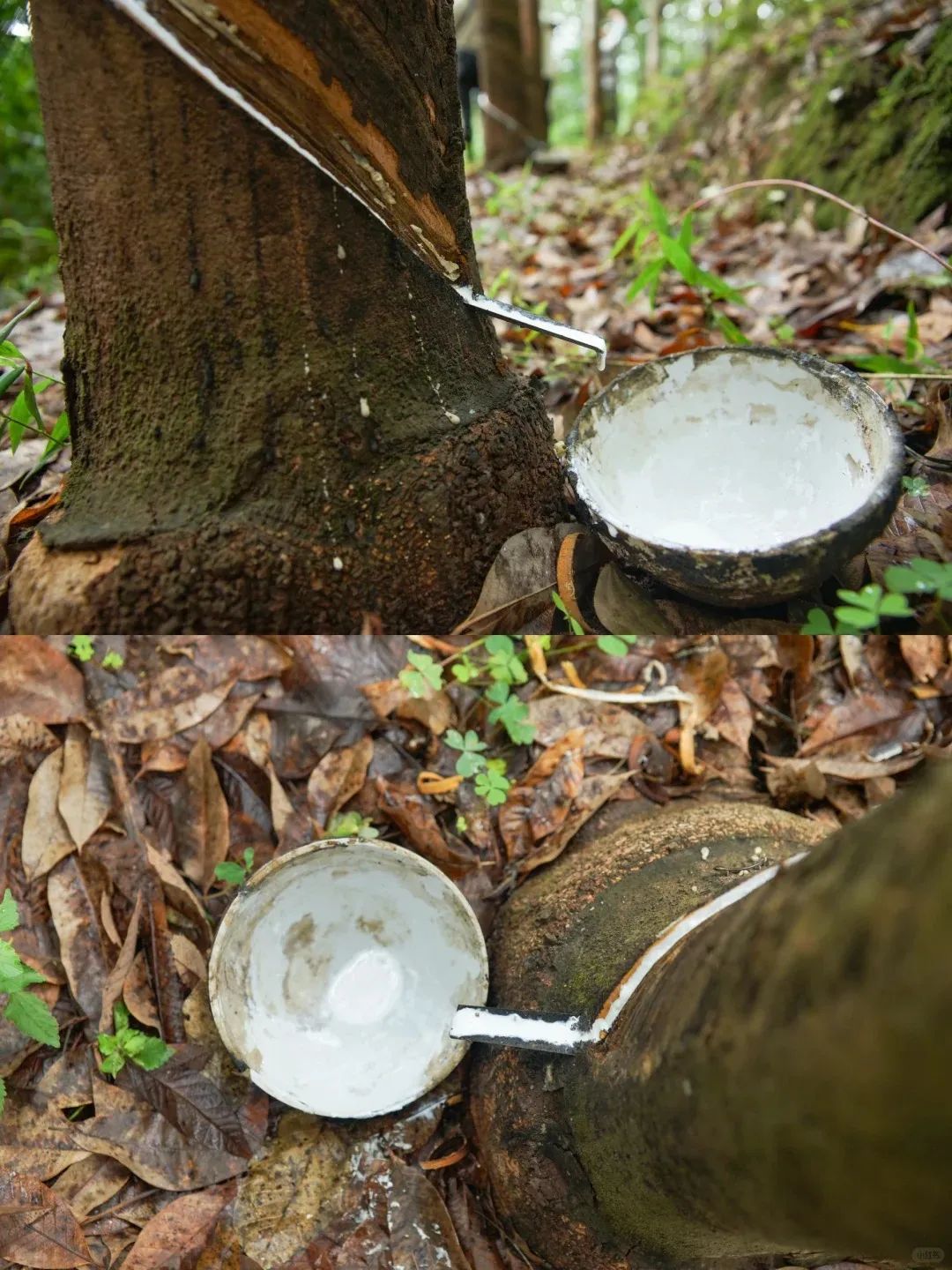 割橡胶很难吗？_5_严荼_来自小红书网页版.jpg