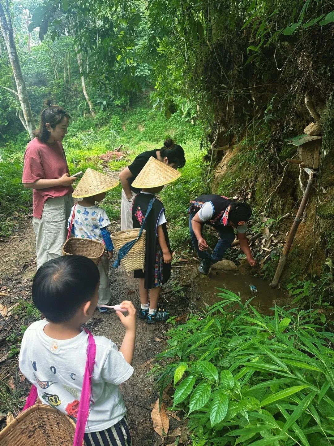 今天的惊喜、古茶园里的野生菌。_4_斗记普洱茶、南糯山：铉子_来自小红书网页版.jpg