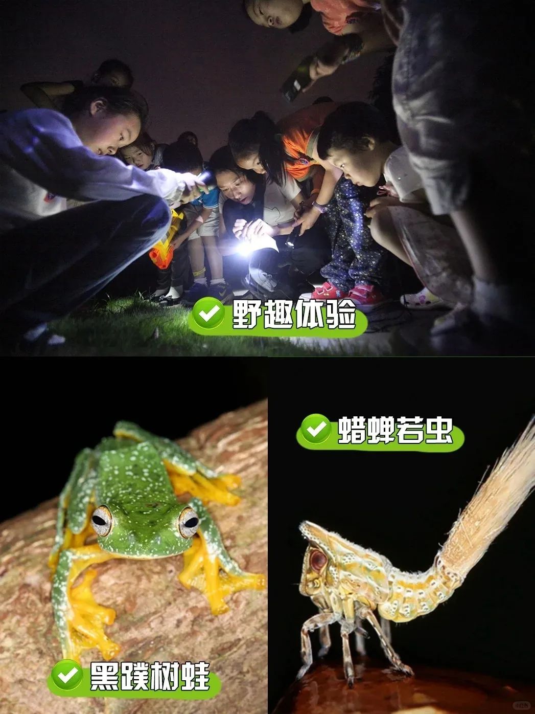 🌟🌟植物园夜游攻略哦_3_小红薯661901DE_来自小红书网页版.jpg