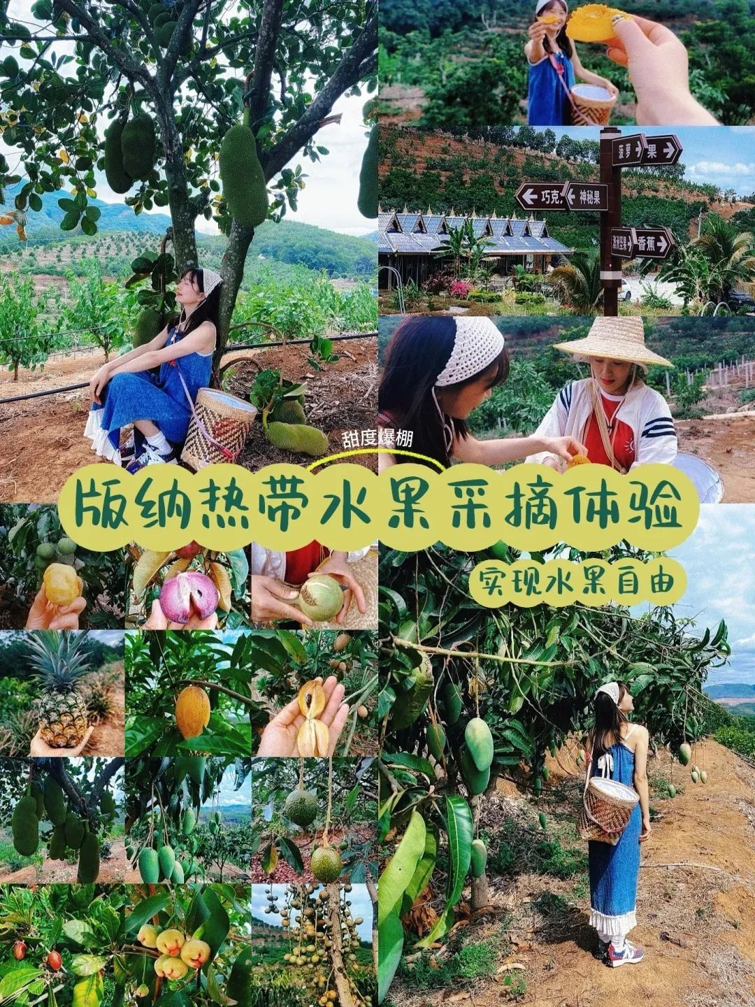 版纳水果采摘｜实现水果自由的一天_1_Long.yan_来自小红书网页版.jpg
