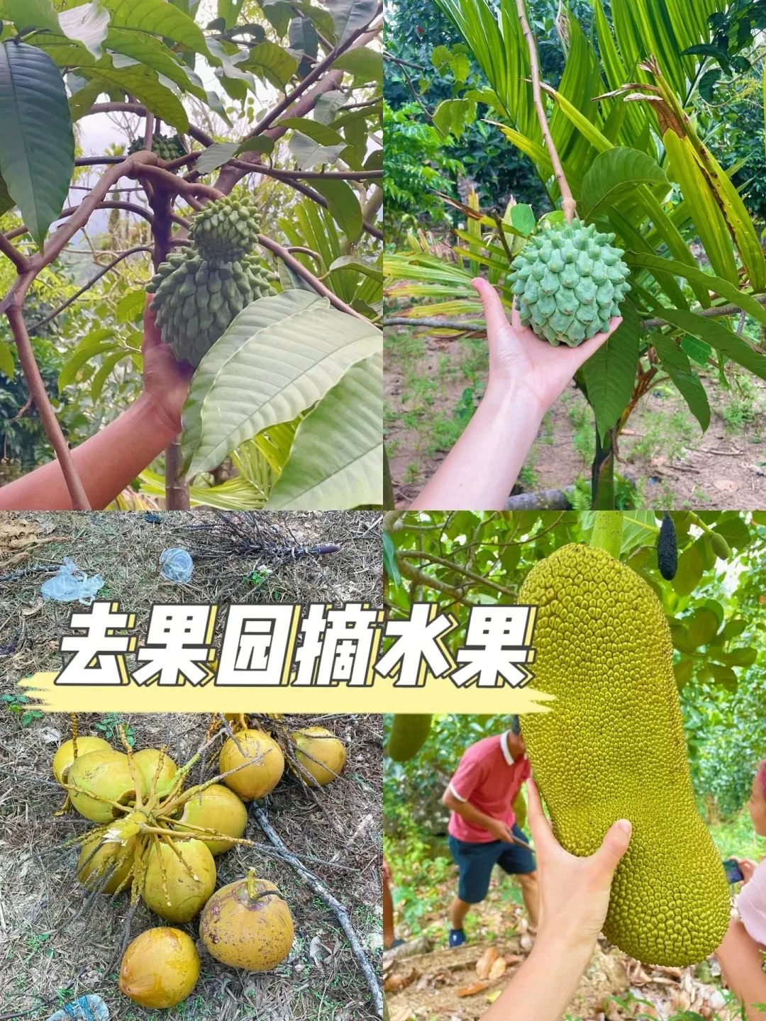 我闯入了爱水果者的天堂_1_微微Vivi_来自小红书网页版.jpg