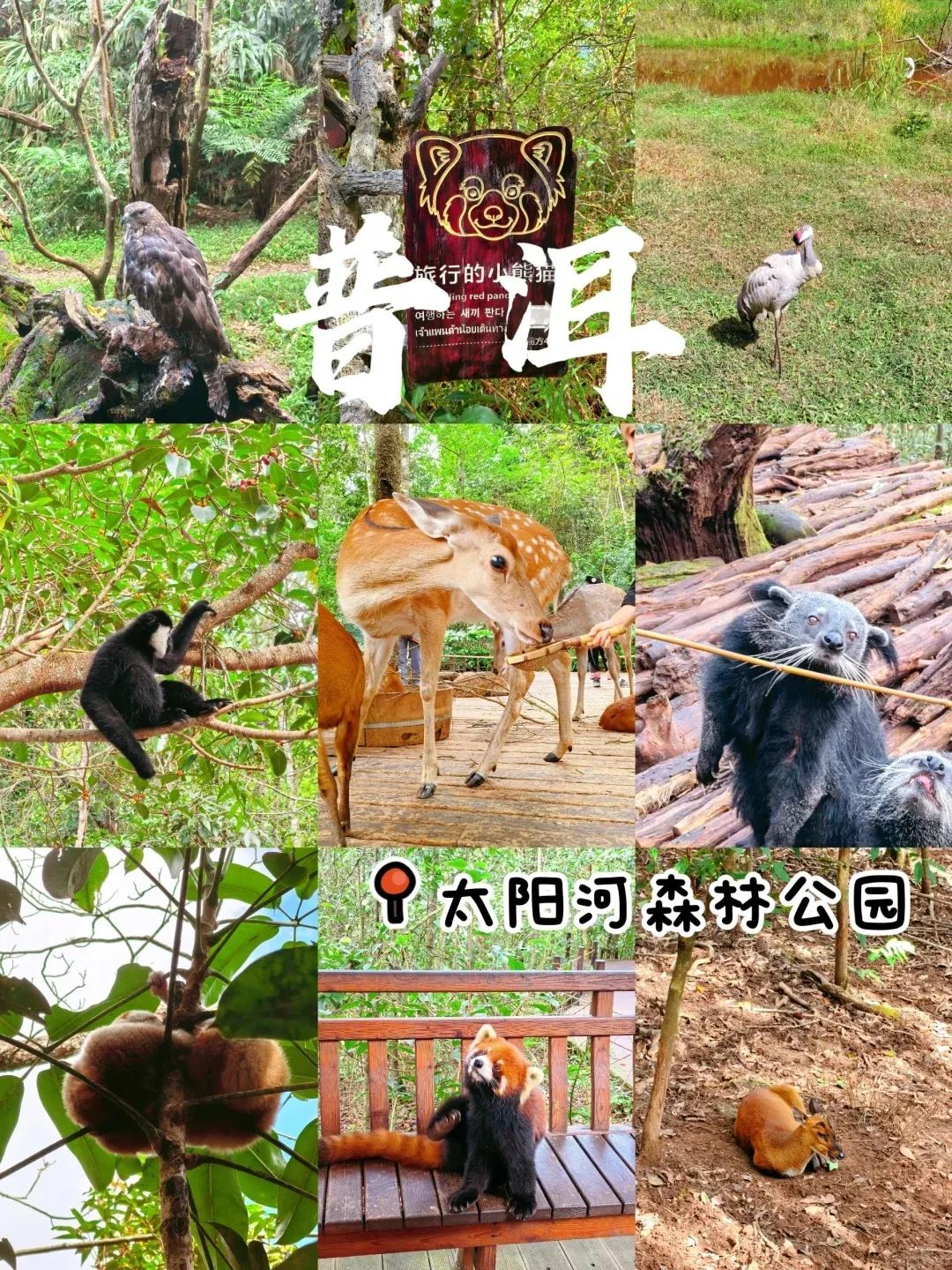 干货来了‼️普洱Top必刷太阳河森林公园_1_小鱼游阿游_来自小红书网页版 (1).jpg