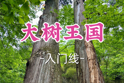 转发半价！即将成团！周六7.4【滨康路+黄龙上车-大树王国7公里】|徒步华东最后的原始森林，最神秘的大树王国