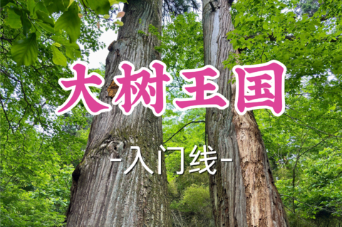 转发半价！即将成团！周六7.4【滨康路+黄龙上车-大树王国7公里】|徒步华东最后的原始森林，最神秘的大树王国