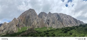 胡杨林